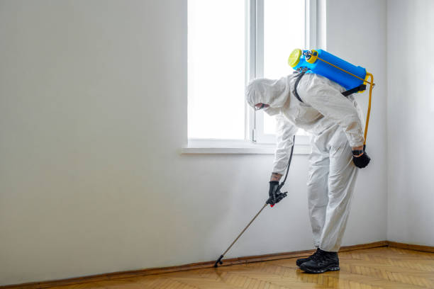 Best Affordable Pest Control Services  in Mount Ida, AR