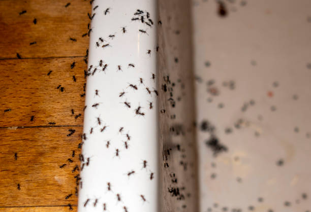 Best Wildlife Control Services  in Mount Ida, AR