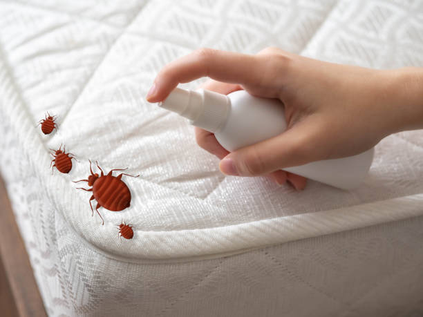 Best Local Pest Control Services  in Mount Ida, AR