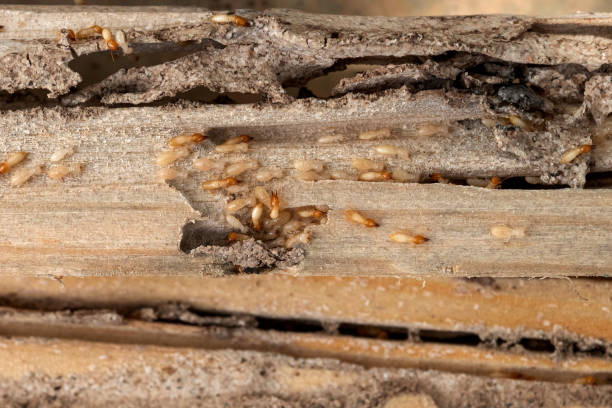 Best Cockroach Control Services  in Mount Ida, AR