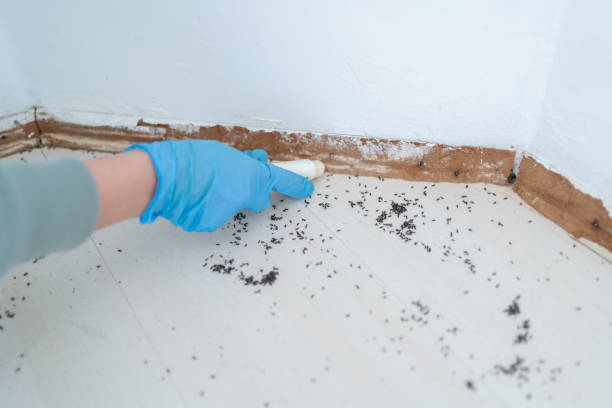 Best Rat Extermination Near Me  in Mount Ida, AR